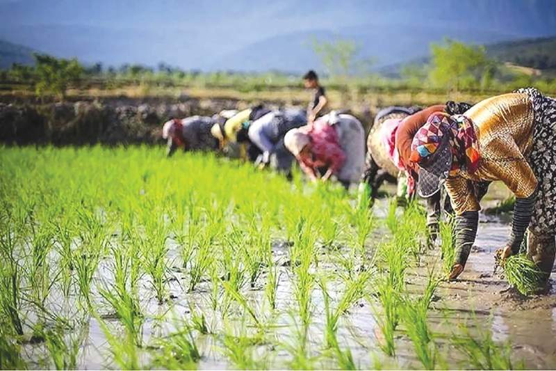 برنج ایرانی ۲۰۰ هزار تومانی و کشاورزانی که ۸۵۰۰۰ فروختند